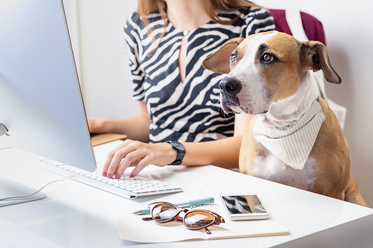 Perro con su dueña en escritorio